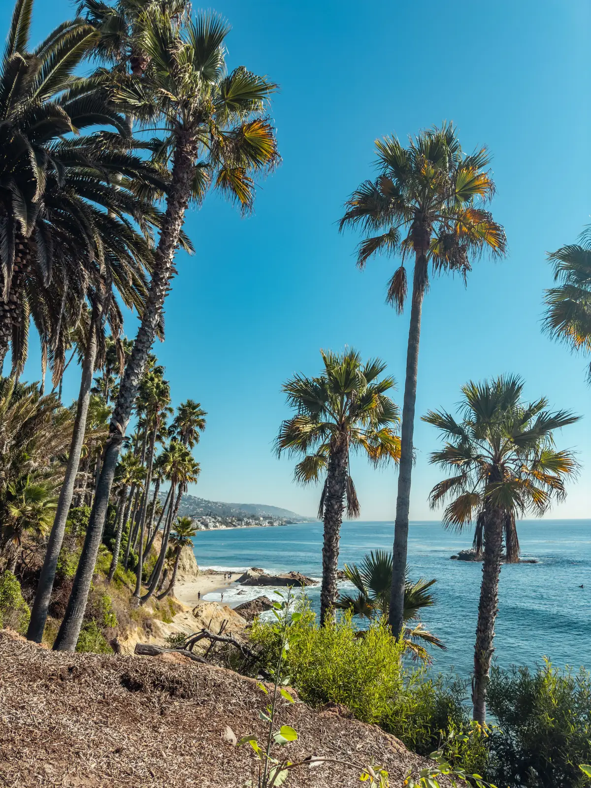 Palm trees above the Laguna Beach coastline