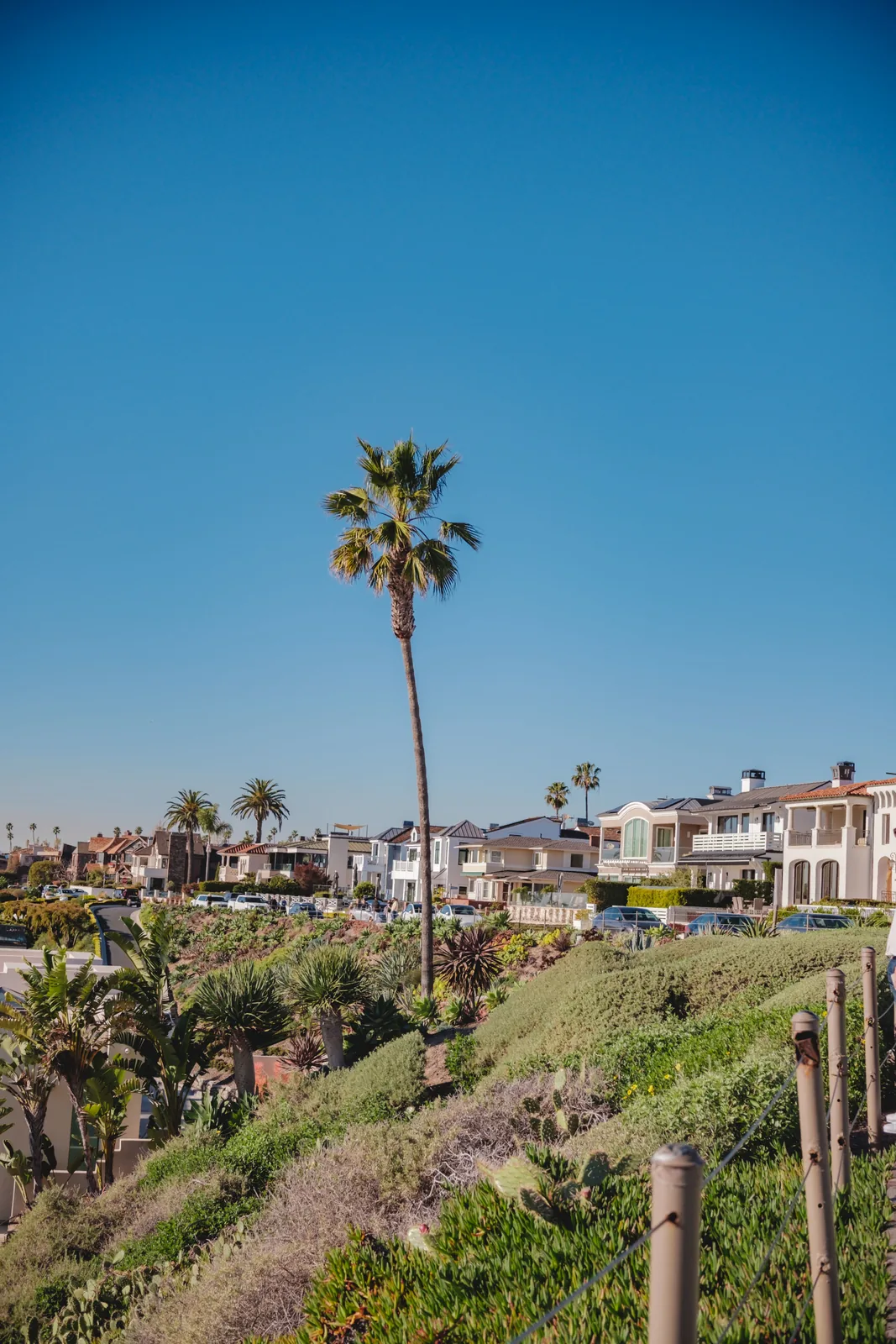 Residential homes and palm trees in Newport Beach, California